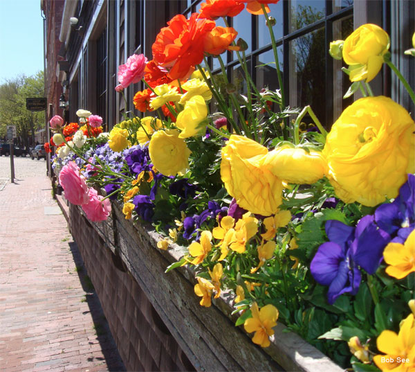 Nantucket Windowbox by Bob See