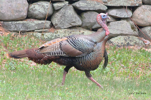 Wild Turkey by Judy Belben